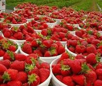 Can Strawberries Be Planted in Nigeria? Can strawberries be planted in Nigeria?